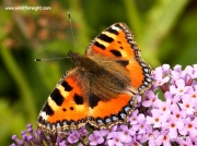 Small Tortoiseshell (Aglais urticae)