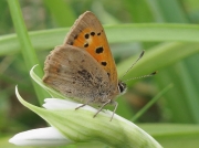 Small Copper (Lycaena phlaeas)