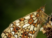 Small Pearl-bordered Fritillary (Boloria selene) - underside
