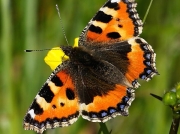 Small Tortoiseshell (Aglais urticae)