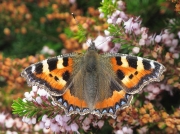 Small Tortoiseshell (Aglais urticae)