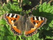 Small Tortoiseshell (Aglais urticae) on Common Nettle (Urtica dioica)