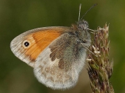 Small Heath (Coenonympha pamphilus) underside