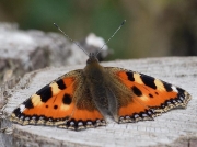 Small Tortoiseshell (Aglais urticae)