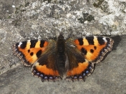 Small Tortoiseshell (Aglais urticae)