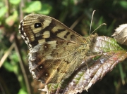 Speckled Wood (Pararge aegeria) underside