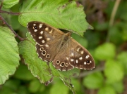 Speckled Wood (Pararge aegeria)