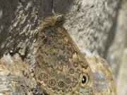 Wall Brown (Lasiommata megera)