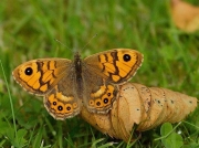 Wall Brown (Lasiommata megera)