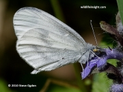 Wood White butterfly (Leptidea sinapis) 8272