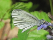 Wood White