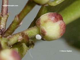 Holly-Blue-butterfly-egg-laid-on-holly