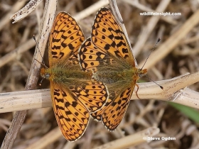 Male and female Pearl-bordered Fritillary butterflies at Tuckingmill, Cornwall