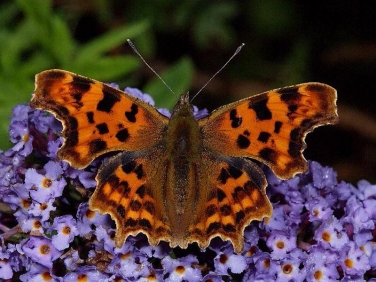 Comma butterfly (Polygonia c-album)