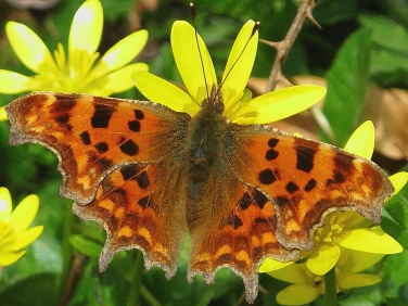 Comma butterfly (Polygonia c-album)