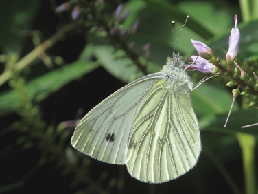 Green-veined White (Pieris napi)