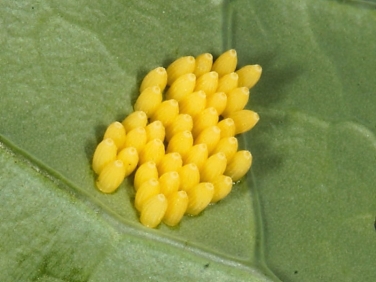 1549 Large White Butterfly (Pieris brassicae) eggs