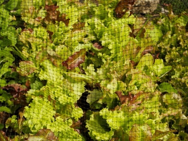 Netting used to protect raised beds from Cabbage White butterflies