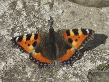 Small Tortoiseshell (Aglais urticae)