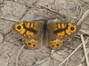 Wall Brown