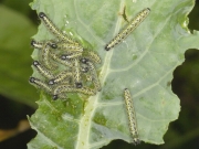 1549 Large White Butterfly (Pieris brassicae) 11 day old caterpillars