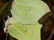 Brimstone butterflies (Gonepteryx rhamni) over 30 seen in Cabilla Woods, Bodmin in February  © 2019 Steve Ogden
