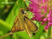 Lulworth Skipper butterfly (Thymelicus acteon)