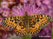 Small Pearl-bordered Fritillary-butterfly-Boloria selene- ©  Steve Ogden