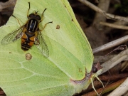 Brimstone