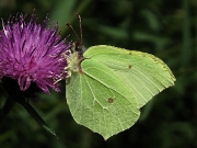 Brimstone (Gonepteryx rhamni)