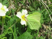 Brimstone