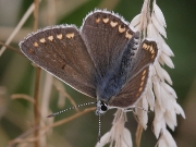 Brown Argus (Aricia agestis)