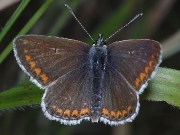 Brown Argus (Aricia agestis)
