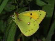 Clouded Yellow butterfly (Colias croceus)