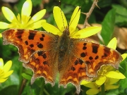 Comma butterfly (Polygonia c-album)