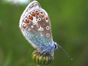 Common Blue (Polyommatus icarus)