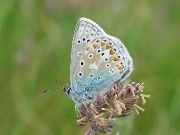 Common Blue (Polyommatus icarus)