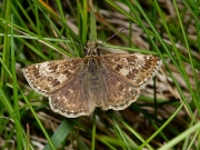 Dingy Skipper (Erynnis tages)
