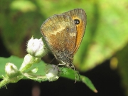 Gatekeeper (Pyronia tithonus)
