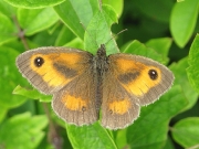 Gatekeeper (Pyronia tithonus)