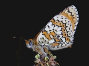 Glanville Fritillary (Melitaea cinxia) underside