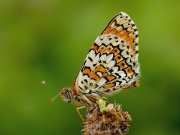 Glanville Fritillary (Melitaea cinxia) underside