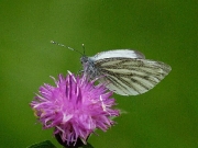 Green-veined White (Pieris napi)