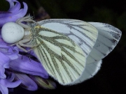 Green-veined White (Pieris napi)