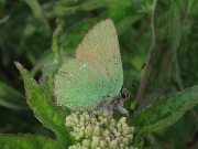Green Hairstreak (Callophrys rubi)
