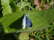 Holly Blue (Celastrina argiolus)