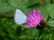 Holly Blue (Celastrina argiolus)