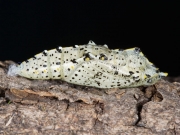 1549 Large White (Pieris brassicae) chrysalis