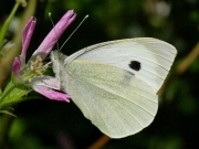 Large White butterfly (Pieris brassicae) male underside