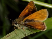 Large Skipper butterfly (Ochlodes faunus) female underside